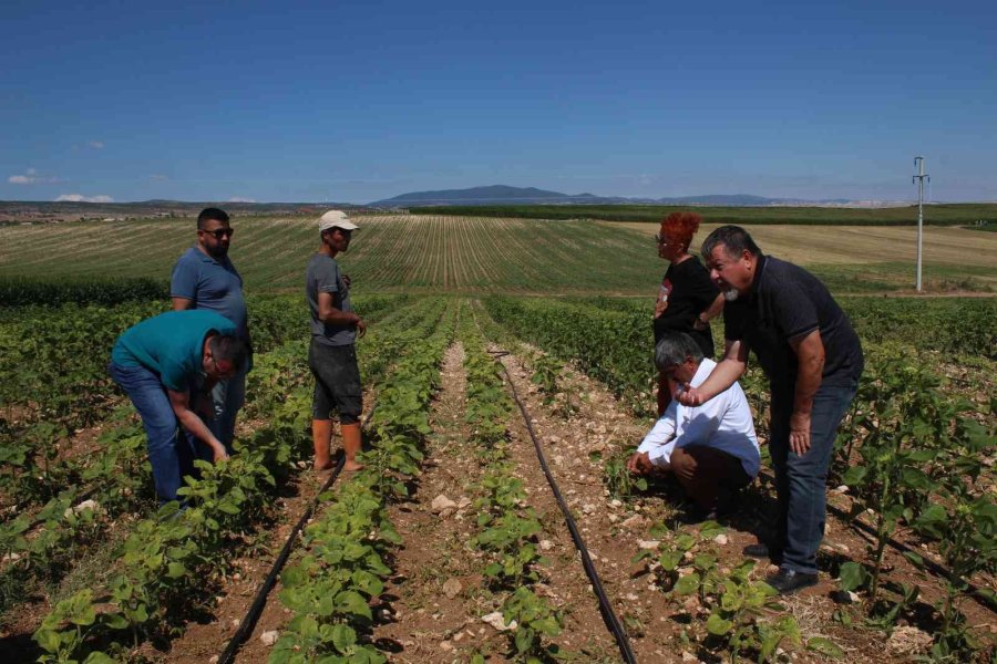Eskişehir’de ‘çayır Tırtılı’ İle Mücadele Başlatıldı
