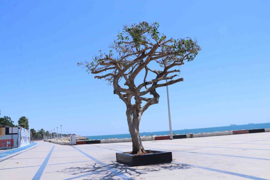 Mersin’deki Asırlık Ağacın Zehirlenmesiyle İlgili 3 Şüpheli Gözaltına Alındı