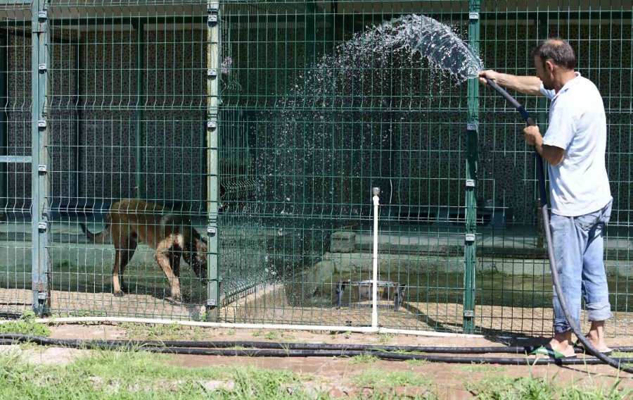Antalya’da Kavurucu Sıcaklarda Sokak Hayvanları İçin Vıp Hizmet