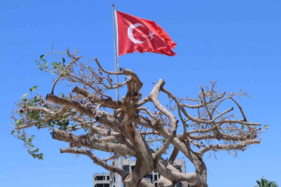 Mersin’deki Asırlık Ağacın Zehirlenmesiyle İlgili 3 Şüpheli Gözaltına Alındı