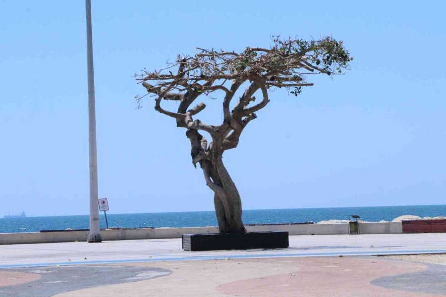 Mersin’deki Asırlık Ağacın Zehirlenmesiyle İlgili 3 Şüpheli Gözaltına Alındı