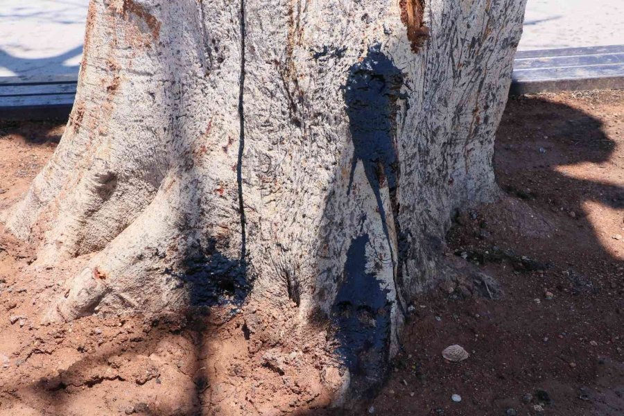 Mersin’deki Asırlık Ağacın Zehirlenmesiyle İlgili 3 Şüpheli Gözaltına Alındı