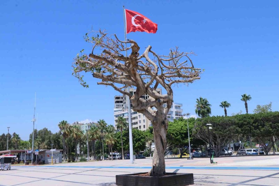 Mersin’deki Asırlık Ağacın Zehirlenmesiyle İlgili 3 Şüpheli Gözaltına Alındı