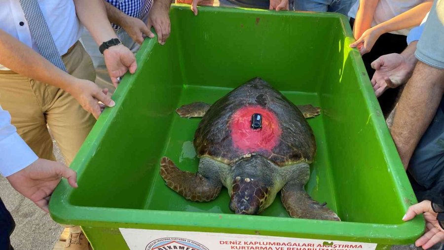 Tedavisi Tamamlanan 30 Yaşındaki Kaplumbağa, Uydu Cihazı Takılıp Denize Bırakıldı