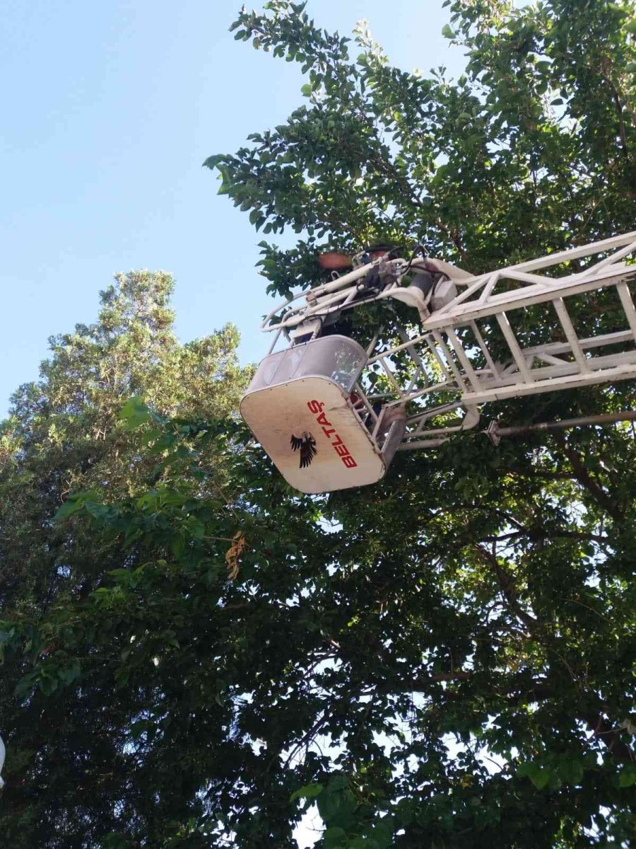 Ağaçta Asılı Kalan Kargayı İtfaiye Kurtardı