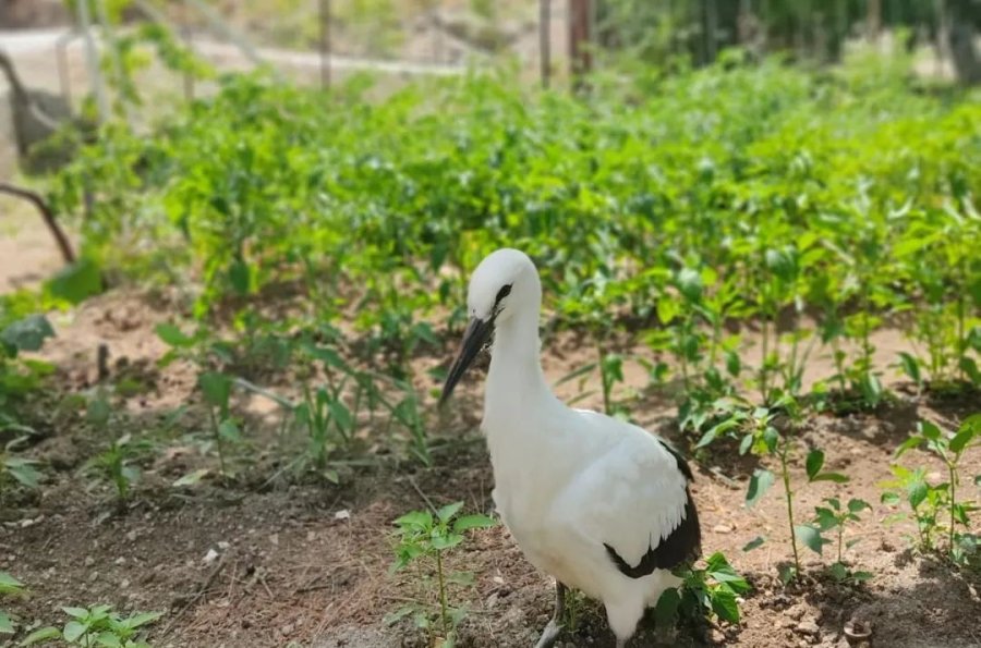 Derebucak’ta Yaralı Bulunan Leylek Koruma Altına Alındı