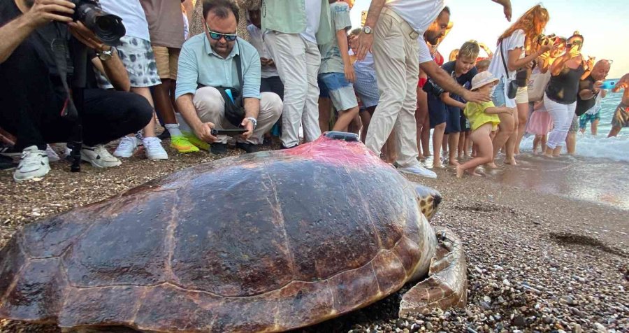 Tedavisi Tamamlanan 30 Yaşındaki Kaplumbağa, Uydu Cihazı Takılıp Denize Bırakıldı