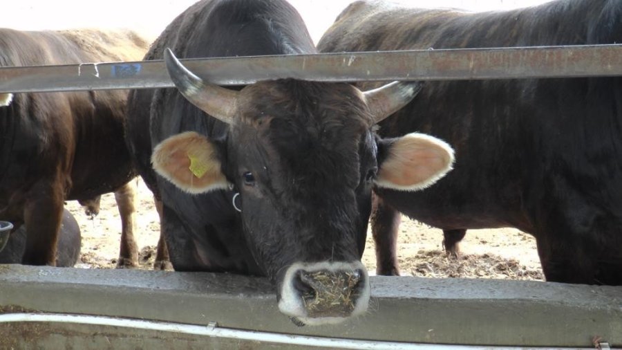 Kurban Bayramı’nda 22 Bin 423 Büyükbaş, 30 Bin 257 Adette Küçükbaş Hayvan Kesildi