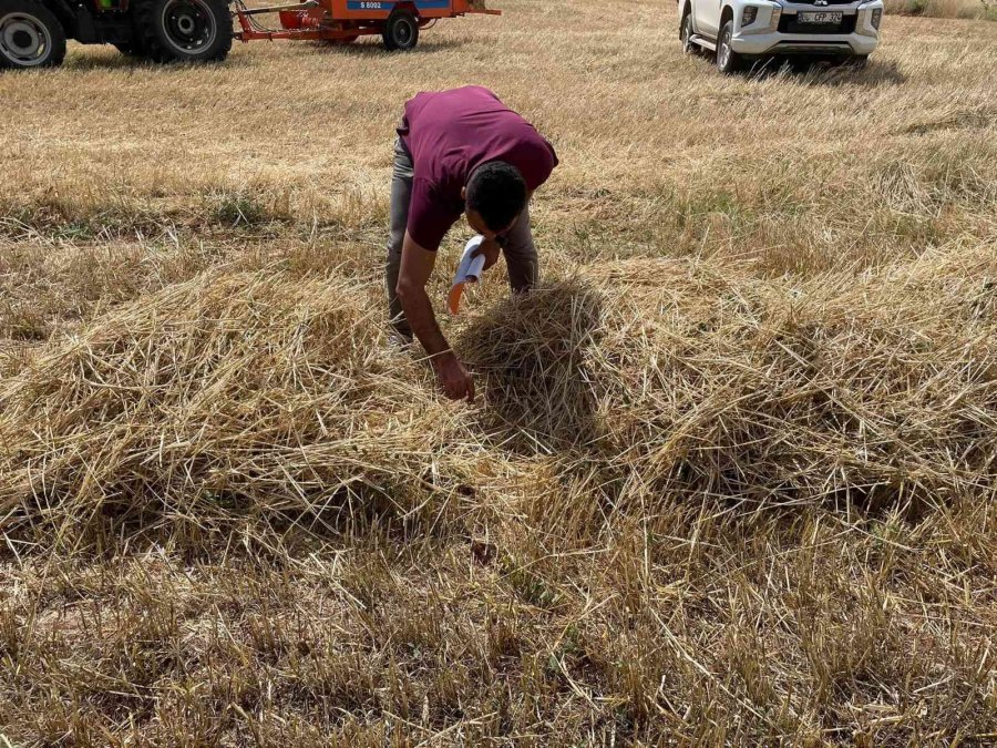 Hüyük’te Dane Kaybına Karşı Biçerdöver Hasadı Denetlendi