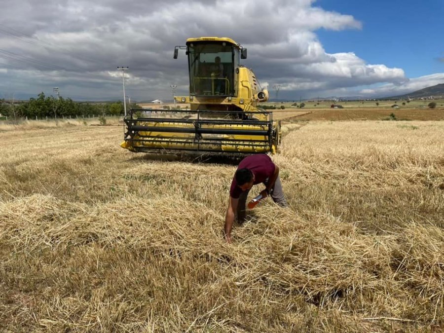 Hüyük’te Dane Kaybına Karşı Biçerdöver Hasadı Denetlendi