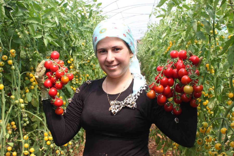 Rengarenk Domates Üretti, İki Kat Kazandı