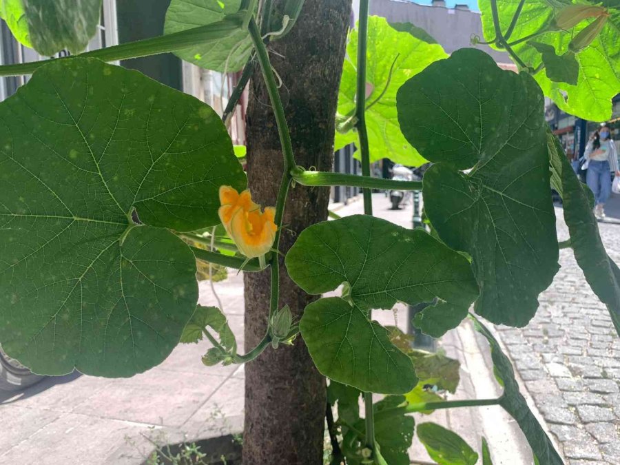 Kaldırımda Yetişen Kabak Görenleri Şaşırtıyor