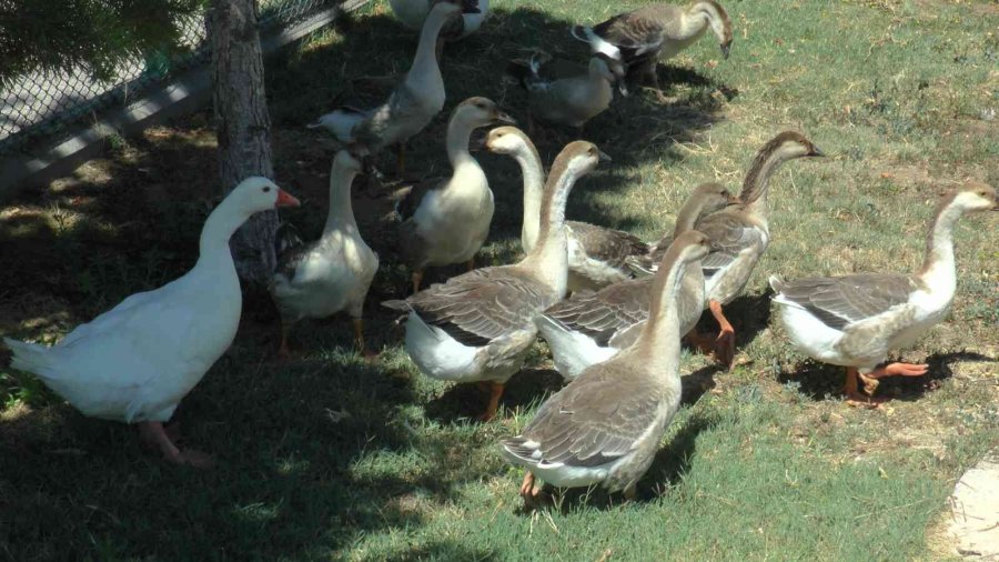 Hayvanların Sıcak Havada ‘buz Kokteyli’ Keyfi