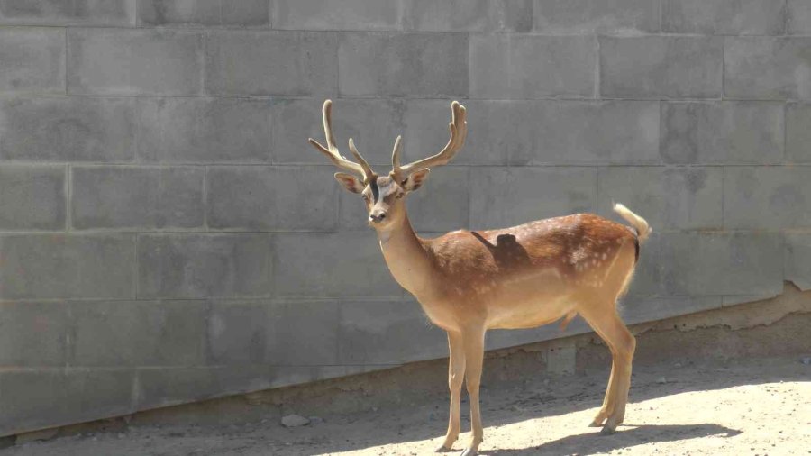 Hayvanların Sıcak Havada ‘buz Kokteyli’ Keyfi