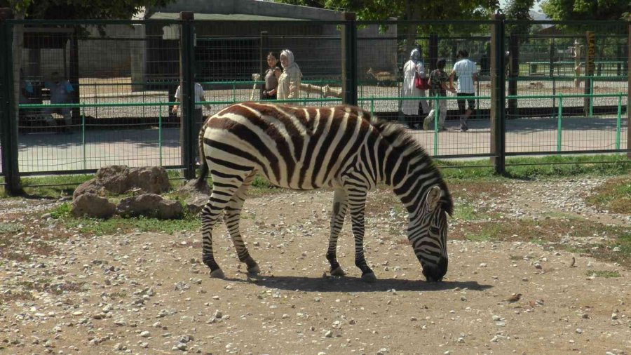 Hayvanların Sıcak Havada ‘buz Kokteyli’ Keyfi