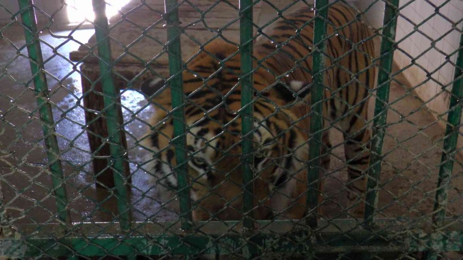 Hayvanların Sıcak Havada ‘buz Kokteyli’ Keyfi