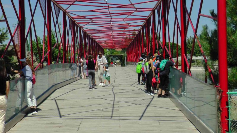 Hayvanların Sıcak Havada ‘buz Kokteyli’ Keyfi