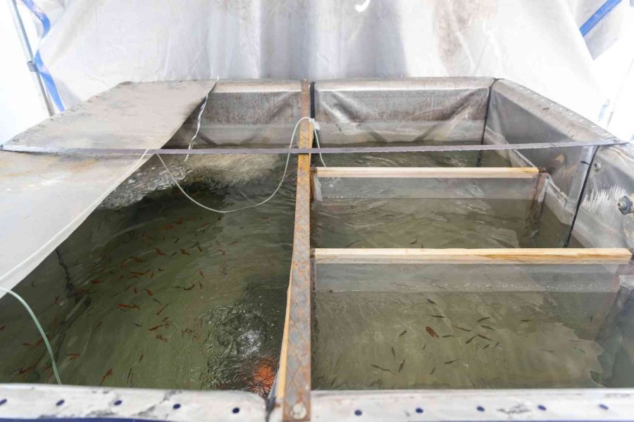 Sivrisinekle Mücadele İçin 37 Bin Balık Havuzlara Bırakıldı