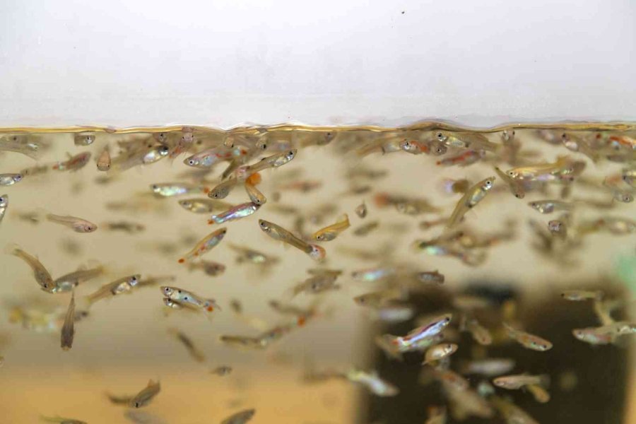Sivrisinekle Mücadele İçin 37 Bin Balık Havuzlara Bırakıldı