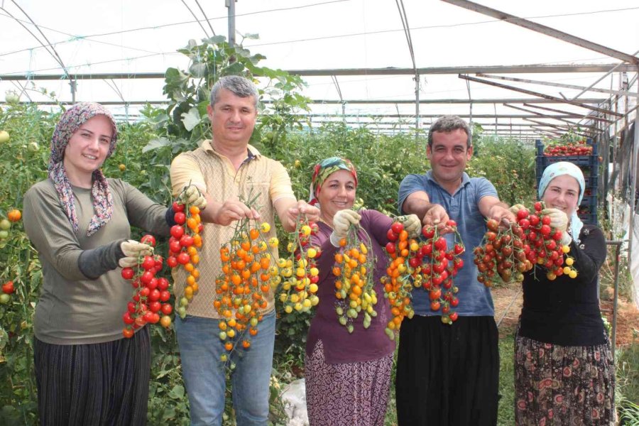 Rengarenk Domates Üretti, İki Kat Kazandı