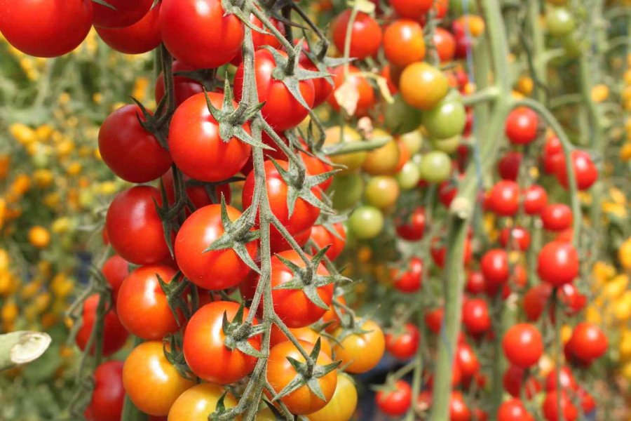 Rengarenk Domates Üretti, İki Kat Kazandı