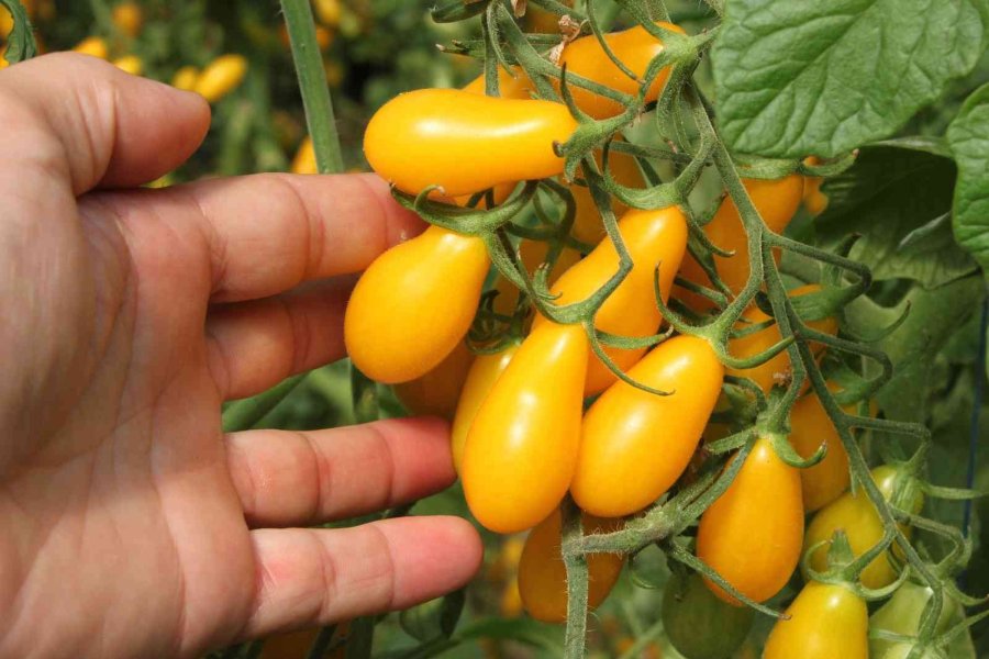 Rengarenk Domates Üretti, İki Kat Kazandı