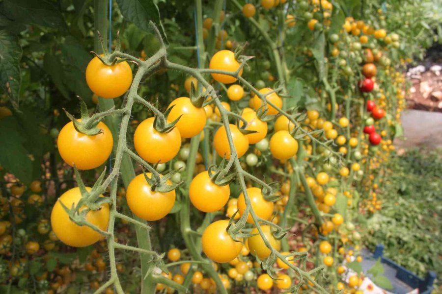 Rengarenk Domates Üretti, İki Kat Kazandı
