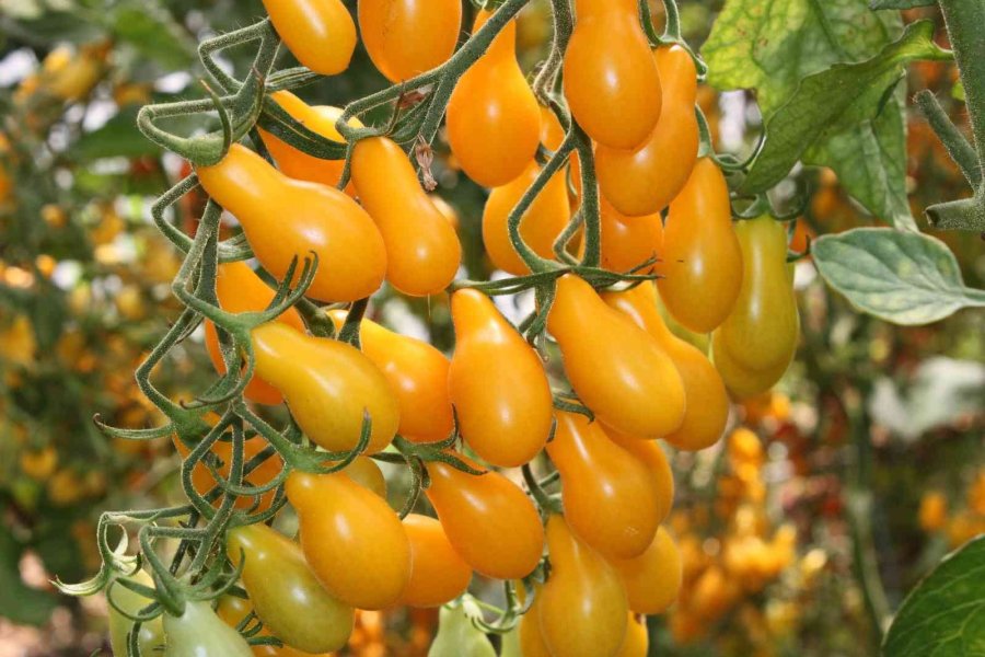 Rengarenk Domates Üretti, İki Kat Kazandı