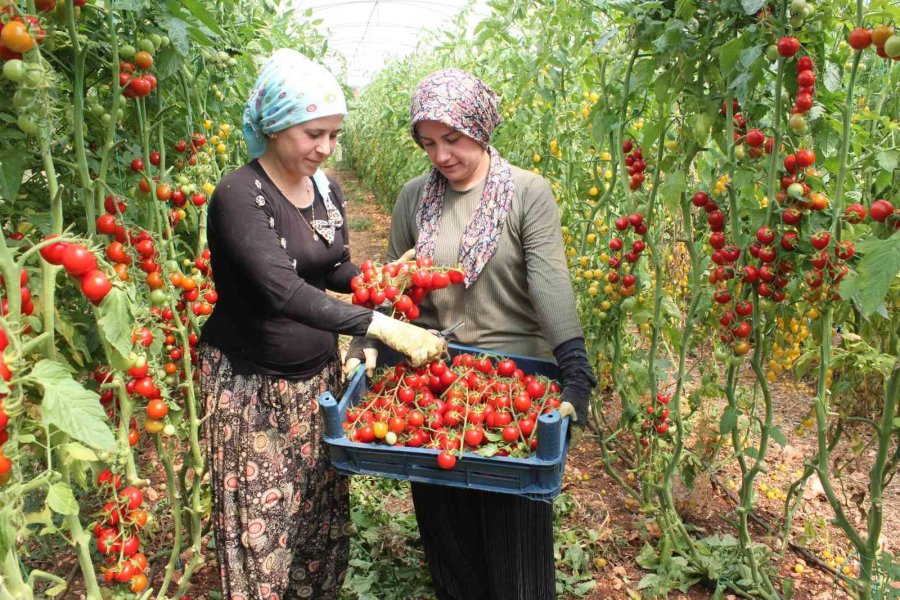 Rengarenk Domates Üretti, İki Kat Kazandı