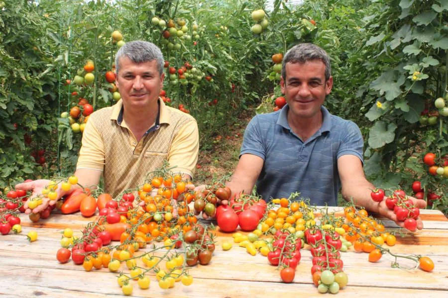 Rengarenk Domates Üretti, İki Kat Kazandı