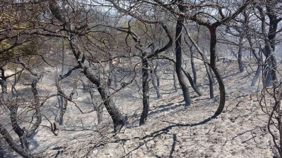 Antalya’da Çamlık Alandaki Yangın Kontrol Altına Alındı