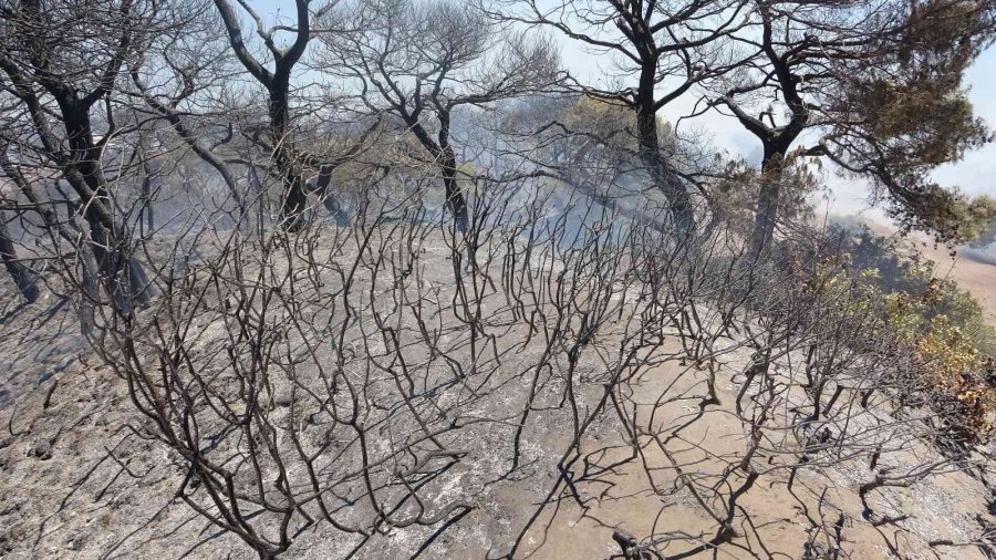 Antalya’da Çamlık Alandaki Yangın Kontrol Altına Alındı