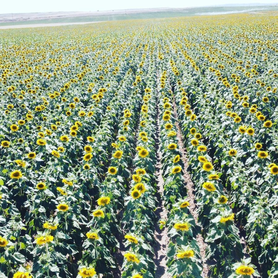 Tomarza, Ayçiçeğinde Atak Yaptı