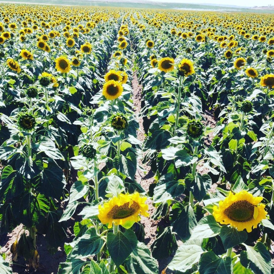 Tomarza, Ayçiçeğinde Atak Yaptı