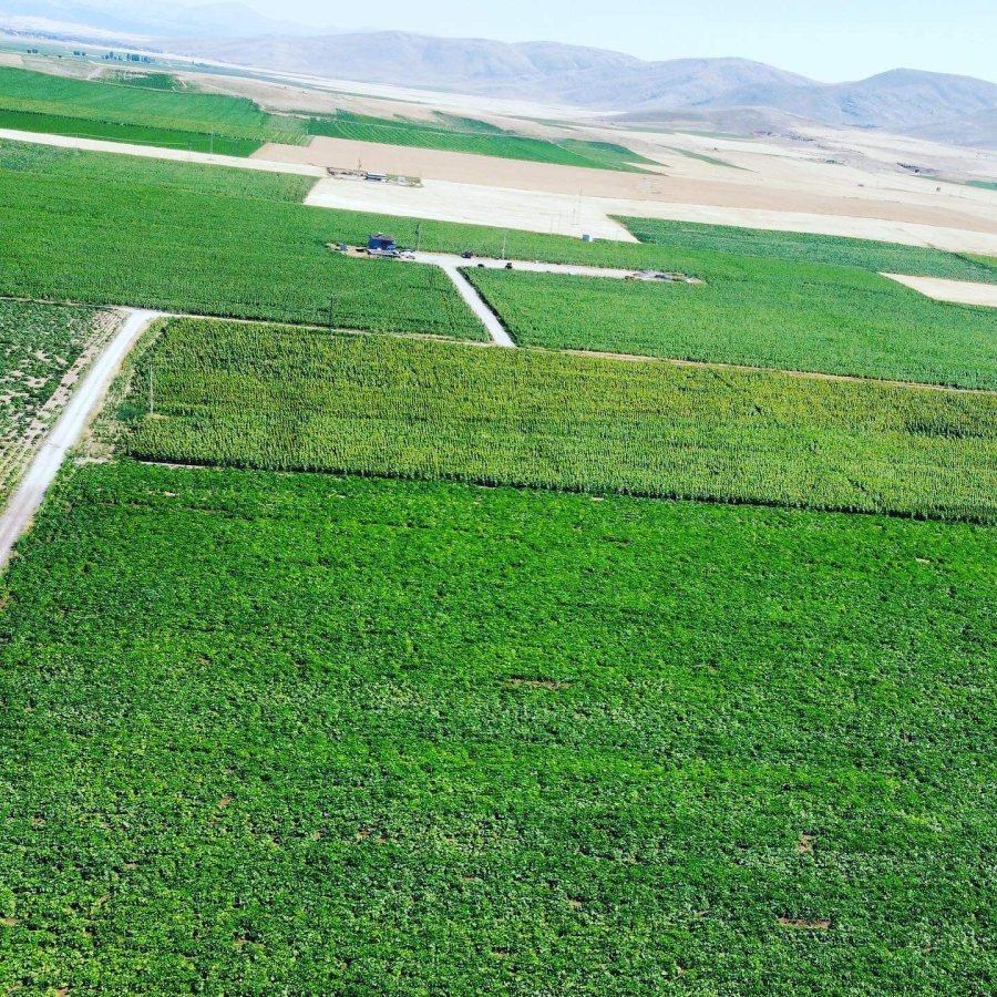 Tomarza, Ayçiçeğinde Atak Yaptı