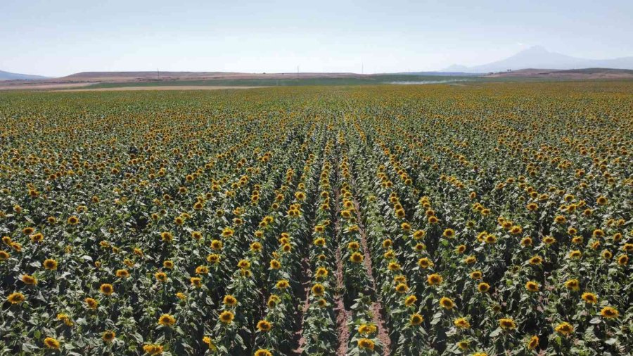 Tomarza, Ayçiçeğinde Atak Yaptı