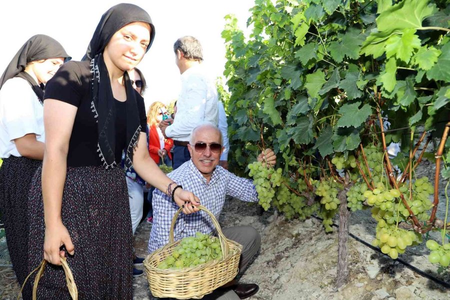 Mersin’de ’üzüm Şenliği’ Coşkusu