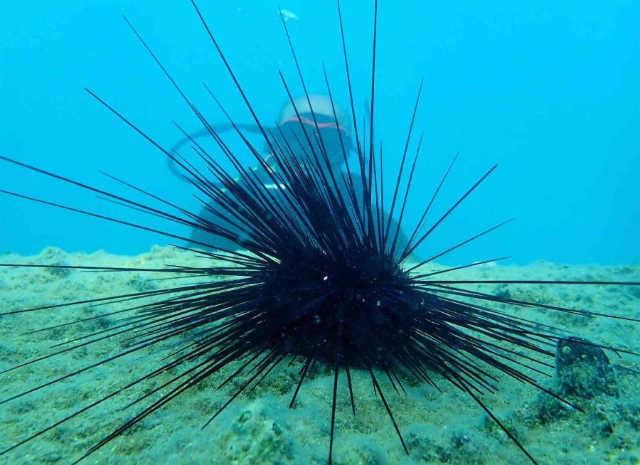 Akdeniz’de Dikenli Zehirli Deniz Kestanesi İstila Hızı Yüzde 108