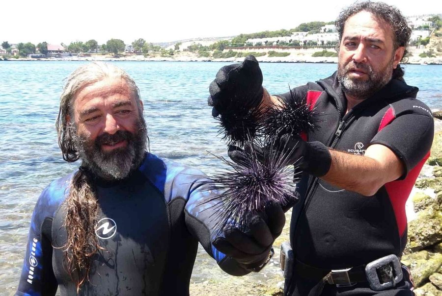 Akdeniz’de Dikenli Zehirli Deniz Kestanesi İstila Hızı Yüzde 108