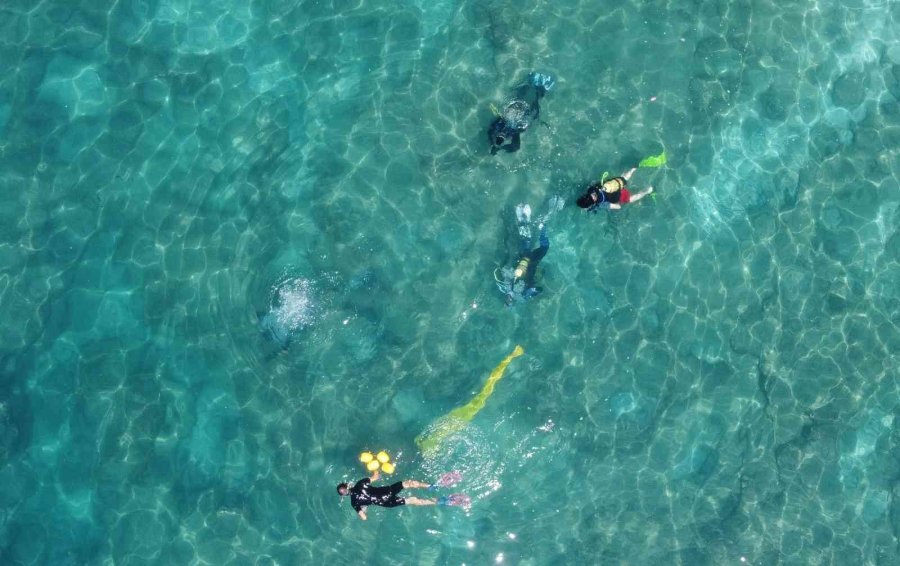 Akdeniz’de Dikenli Zehirli Deniz Kestanesi İstila Hızı Yüzde 108