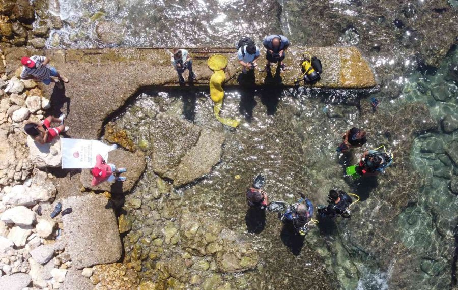 Akdeniz’de Dikenli Zehirli Deniz Kestanesi İstila Hızı Yüzde 108