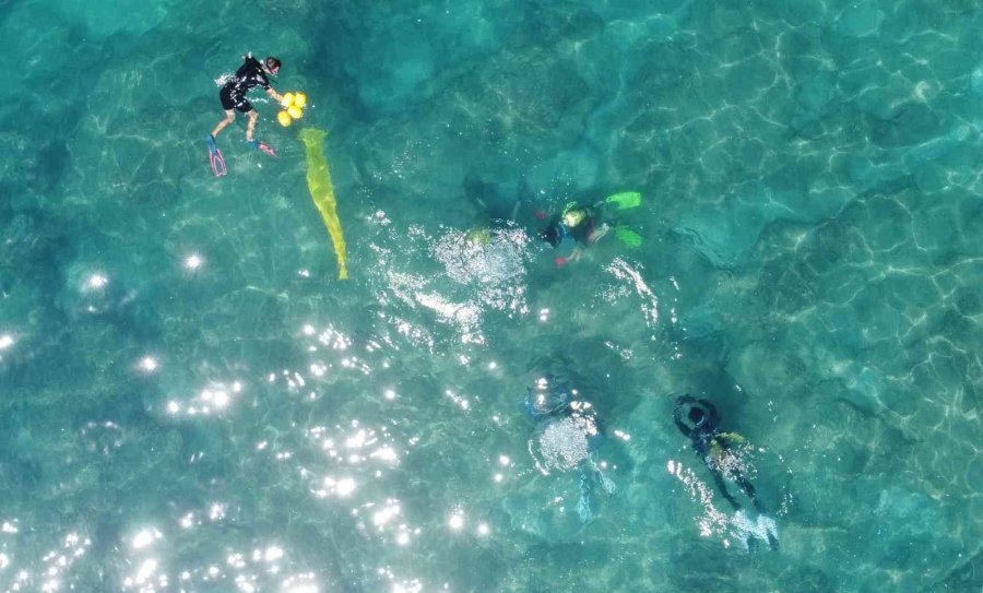 Akdeniz’de Dikenli Zehirli Deniz Kestanesi İstila Hızı Yüzde 108