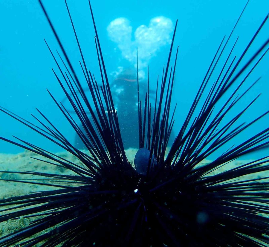 Akdeniz’de Dikenli Zehirli Deniz Kestanesi İstila Hızı Yüzde 108