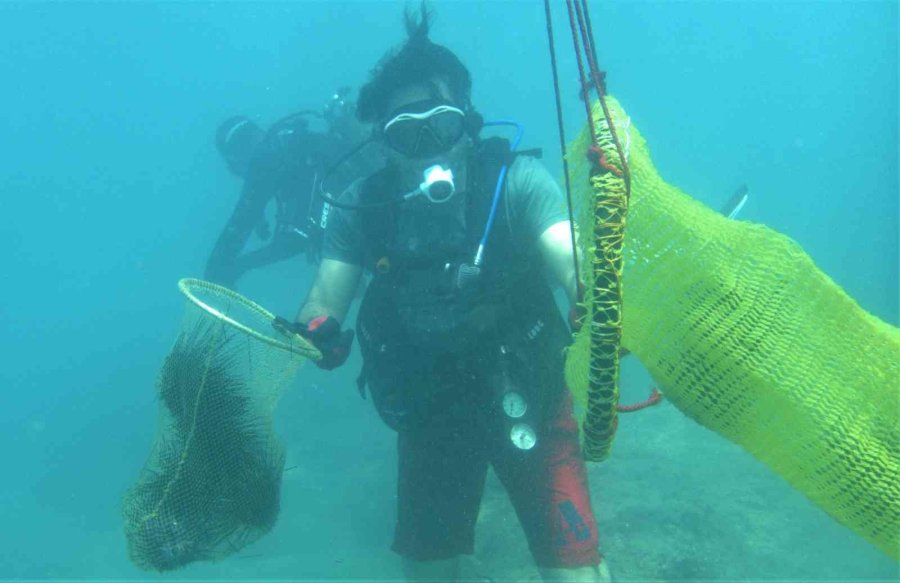 Akdeniz’de Dikenli Zehirli Deniz Kestanesi İstila Hızı Yüzde 108