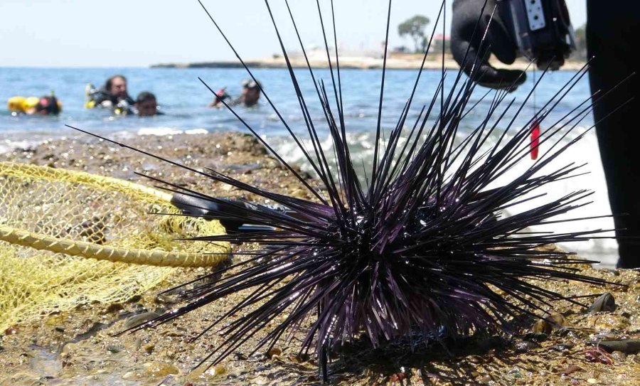Akdeniz’de Dikenli Zehirli Deniz Kestanesi İstila Hızı Yüzde 108