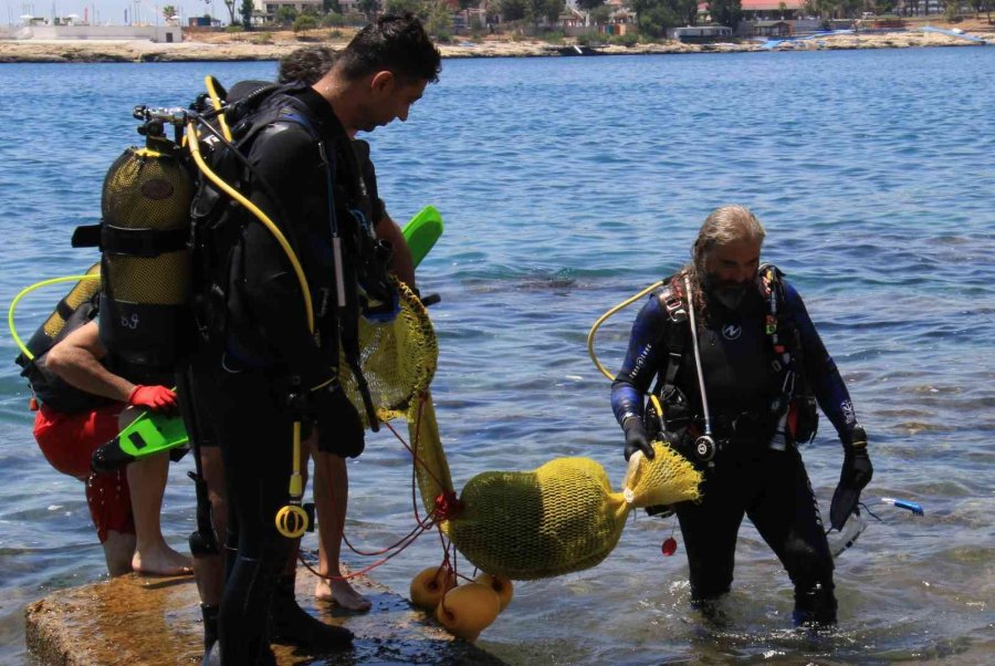 Akdeniz’de Dikenli Zehirli Deniz Kestanesi İstila Hızı Yüzde 108