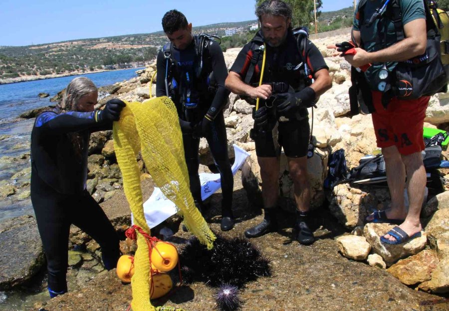 Akdeniz’de Dikenli Zehirli Deniz Kestanesi İstila Hızı Yüzde 108