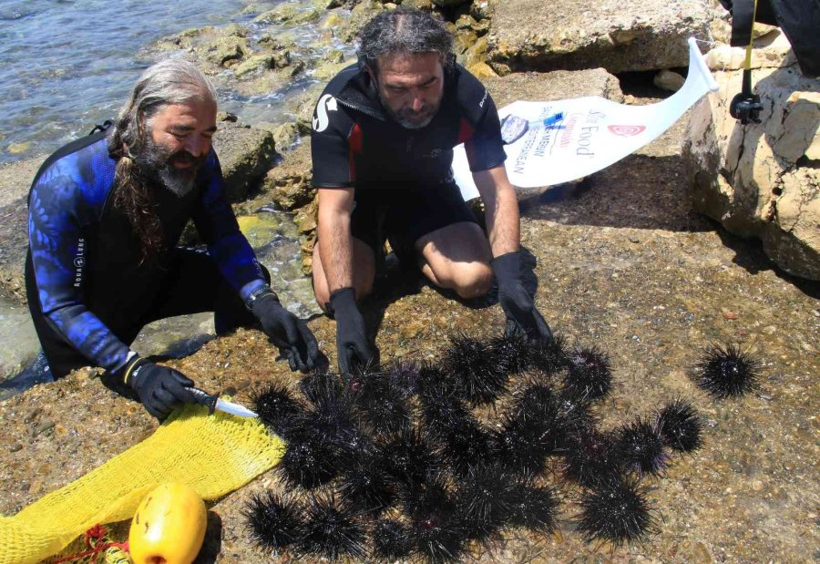 Akdeniz’de Dikenli Zehirli Deniz Kestanesi İstila Hızı Yüzde 108