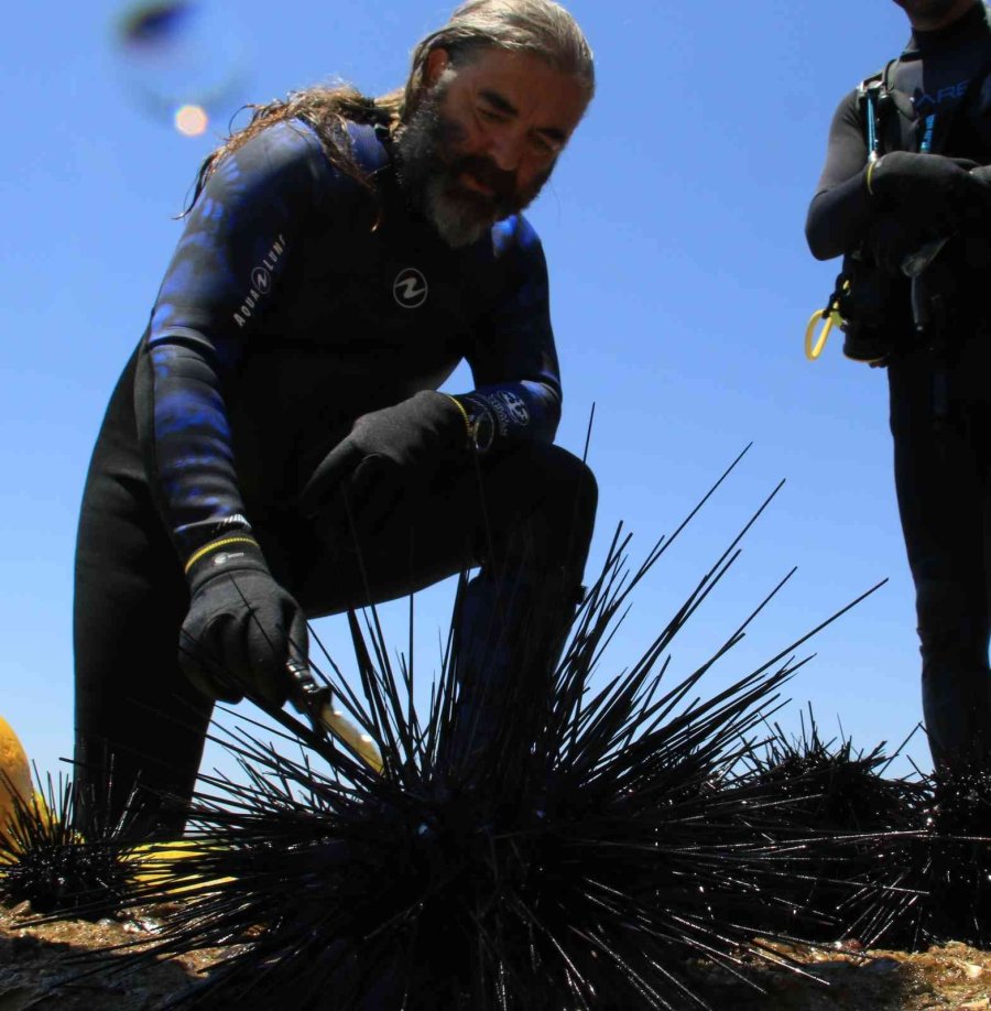 Akdeniz’de Dikenli Zehirli Deniz Kestanesi İstila Hızı Yüzde 108