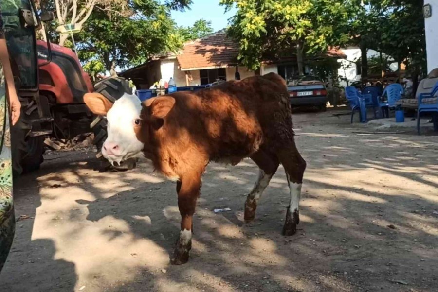 Egemen’inin Adeta Gözleri Oldular